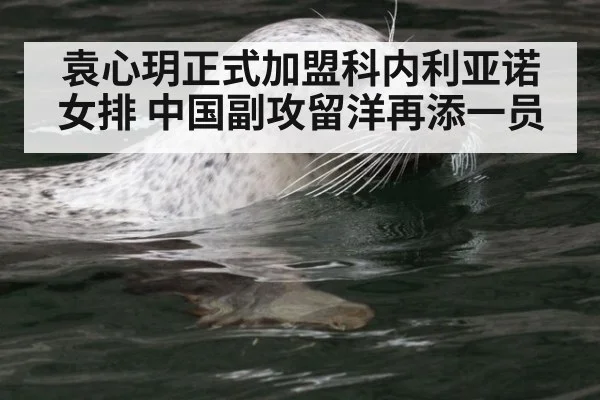 袁心玥正式加盟科内利亚诺女排 中国副攻留洋再添一员
